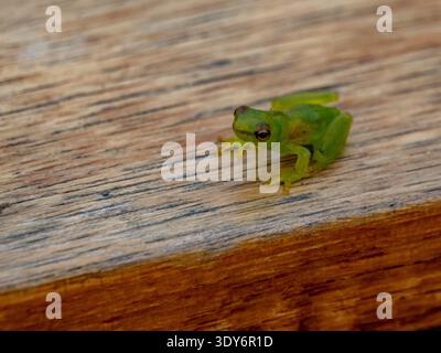 Grenouille en verre naine perchée sur une balustrade dans la réserve de Pacaya Samiria au Pérou Banque D'Images