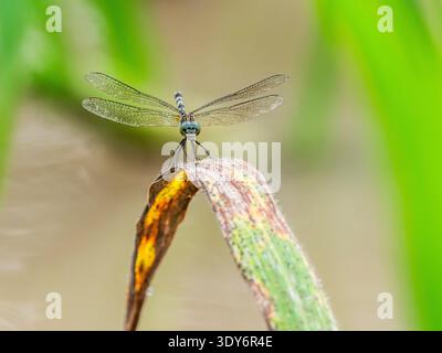 Grands pondhawk perches sur la feuille dans le sous-bois luxuriant de Pacaya Samiria Preserve, Pérou, affichant des caractéristiques vibrantes au milieu d'un paysage vert Banque D'Images