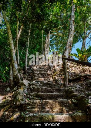 Explorez les marches de pierre menant aux ruines mayas de la Plaza A à Caracol site archéologique au Belize entouré d'arbres luxuriants Banque D'Images