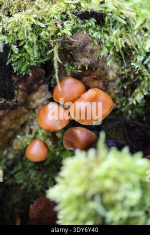 Grappe de petits champignons forestiers orange-brun poussant parmi la mousse verte vibrante dans un habitat boisé humide, capturant l'atmosphère automnale calme et n Banque D'Images