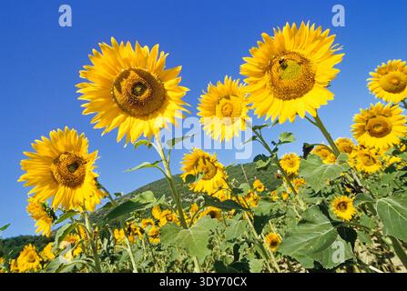 Les tournesols jaune vif prospèrent dans un champ sous un ciel bleu clair dans le sud-est de la France pendant l'été Banque D'Images