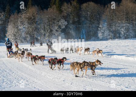 La course internationale de chiens de traîneau attire participants et spectateurs en hiver près de la Chapelle dAbondance en France Banque D'Images