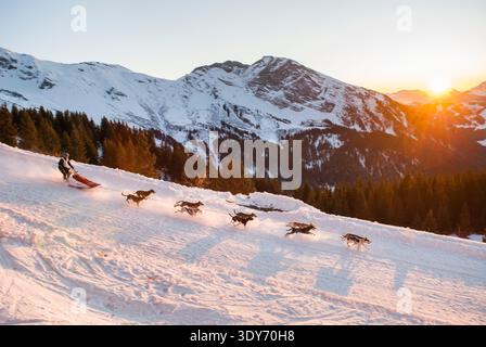 L'équipe de chiens de traîneau descend les pentes enneigées de la Grande Odyssee en haute-Savoie pendant les heures de coucher du soleil en France Banque D'Images