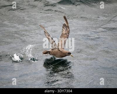 Le fulmar nordique survole l'eau dans les îles Aléoutiennes de l'Alaska pendant sa recherche active de nourriture Banque D'Images