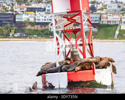 Les otaries de Californie reposent sur une bouée dans l'eau près des maisons et de l'herbe à Newport Beach, en Californie, pendant une journée ensoleillée Banque D'Images