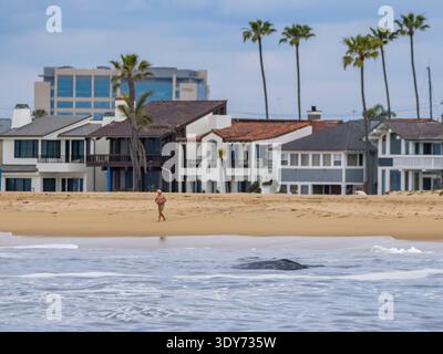 Des baleines grises adultes de Californie font surface près des maisons le long de la plage à Newport Beach, en Californie, tandis que les gens apprécient le rivage Banque D'Images
