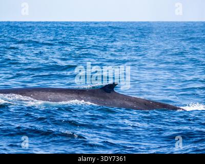Le rorqual commun fait surface dans les eaux bleues claires au large de Newport Beach en Californie capturant l'activité de la faune marine dans l'océan Pacifique Banque D'Images