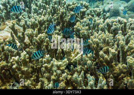 Coraux et poissons tropicaux nagent autour de diverses formations coralliennes sous l'eau à Misool, Raja Ampat, Papouasie, Indonésie Banque D'Images