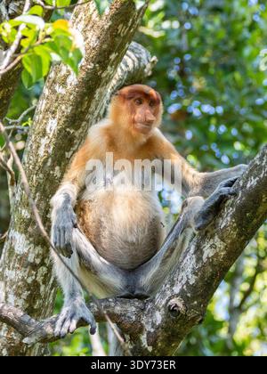 Singe proboscis femelle adulte (Nasalis larvatus) reposant sur une branche d'arbre à Sabah Malaisie au sanctuaire de la baie de Labuk Banque D'Images