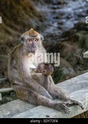 Une mère macaque à longue queue nourrit son bébé sur une plate-forme en bois à Sabah en Malaisie pendant un après-midi chaud Banque D'Images
