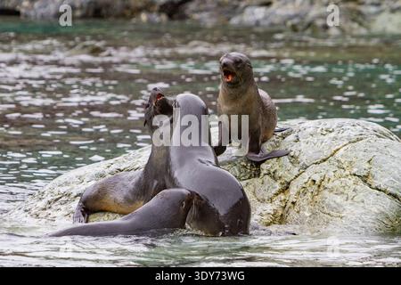 Les chiots d'otaries à fourrure de l'Antarctique jouent sur les rochers lors d'une journée ensoleillée dans l'océan Austral Banque D'Images