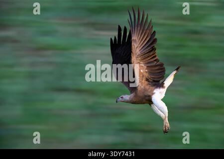 Fish Eagle à tête grise survole l'eau au Sri Lanka tout en chassant le poisson et en explorant son habitat naturel Banque D'Images