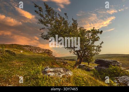 L'aubépine soufflé par le vent se dresse sur un terrain rocheux au coucher du soleil près de Holne dans le parc national de Dartmoor, Devon, Grande-Bretagne Banque D'Images