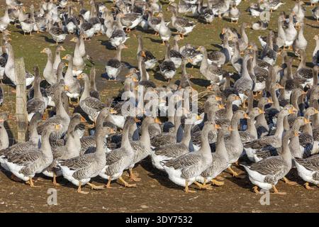 Les oies se rassemblent en grand nombre dans une ferme d'élevage en France pendant la saison printanière axée sur l'élevage des oiseaux Banque D'Images