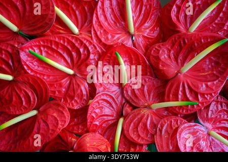 Gros plan de fleurs d'anthurium rouge dans un magasin de fleurs tropicales à Ho Chi Minh ville, Vietnam présentant des couleurs vibrantes et des formes uniques Banque D'Images