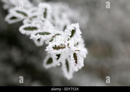 Le gel recouvre les feuilles en hiver montrant le temps froid dans le PIN Jura France Banque D'Images