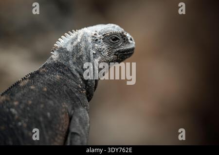 Iguane marin reposant sur Isla Isabela dans les îles Galapagos lors d'une journée ensoleillée en Équateur Banque D'Images