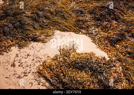 Gros plan des motifs d'algues et de sable à la plage du mole en Bretagne montre les textures et les formations naturelles trouvées sur les côtes françaises Banque D'Images