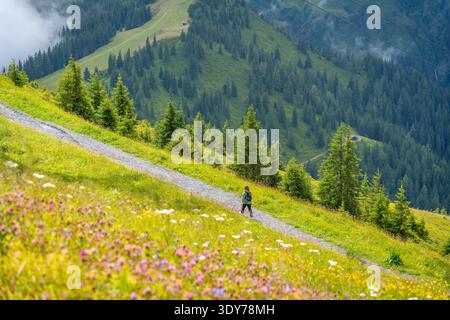 Randonneur marche le long d'un sentier dans une forêt de pins à la station supérieure de Schmittenhohebahn par une journée ensoleillée à Zell am See, Autriche Banque D'Images