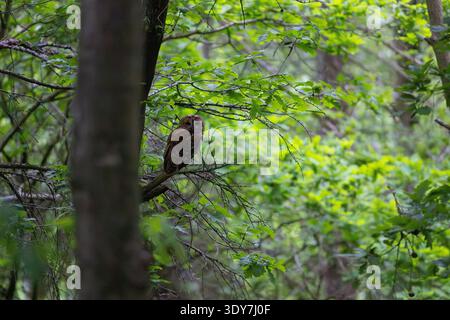 Adulte Tawny Owl perché sur une branche d'arbre dans la forêt, comté de Durham, Angleterre, Royaume-Uni. Banque D'Images