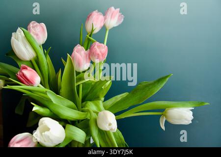Beau bouquet de tulipes roses et blanches sur un fond sombre Banque D'Images