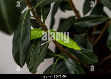 Jeunes pousses vertes d'un buisson de laurier cerisier plantées dans un pot apporté à l'intérieur pour l'hiver, feuilles de laurier cerisier vert repoussant au début du printemps, g Banque D'Images