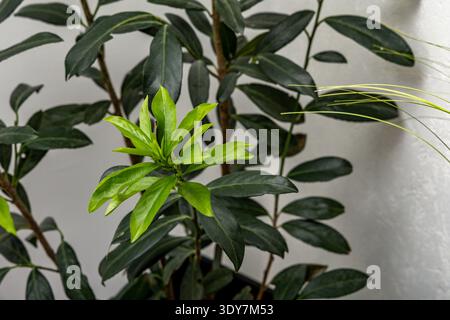 Jeunes pousses vertes d'un buisson de laurier cerisier plantées dans un pot apporté à l'intérieur pour l'hiver, feuilles de laurier cerisier vert repoussant au début du printemps, g Banque D'Images