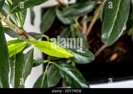 Jeunes pousses vertes d'un buisson de laurier cerisier plantées dans un pot apporté à l'intérieur pour l'hiver, feuilles de laurier cerisier vert repoussant au début du printemps, g Banque D'Images