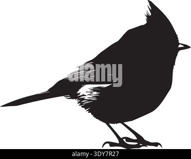Silhouette noire de songbird à crête avec crête pointue, longue queue, fond blanc. Illustration de Vecteur