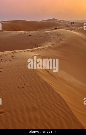 187 Camel Driver conduit les touristes sur dromadaires à travers les sables de l'Erg Chebbi au coucher du soleil sur leur chemin de la ville aux camps du désert. Merzouga-Maroc Banque D'Images