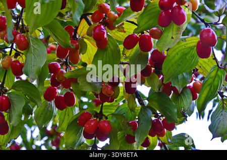 feuilles de fruits et de cornouiller sur une branche d'arbre Banque D'Images