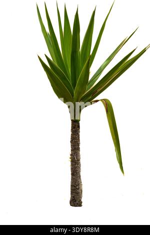 Yucca gloriosa est une espèce d'arbuste appartenant à la famille des Agavaceae, populairement connue sous le nom de poignard espagnol. Isolé sur fond blanc Banque D'Images