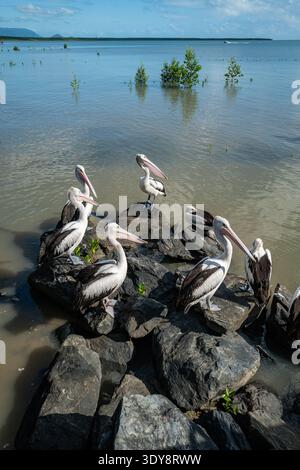Photo verticale de pélicans australiens (Pelecanus conspicillatus) reposant sur des rochers côtiers au bord de l'eau. Banque D'Images