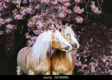 Un portrait de paire de chevaux magnifiques aux longues manes pose librement dans un jardin de cerisiers roses en fleurs Banque D'Images