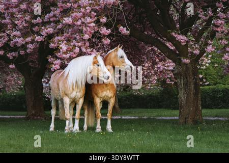 Une paire de chevaux magnifiques en pleine croissance avec de longues manes pose librement dans un jardin de cerisiers roses en fleurs Banque D'Images