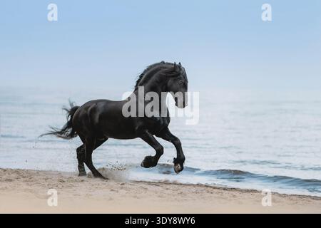 cheval frison noir galopant sur la plage de la mer Banque D'Images