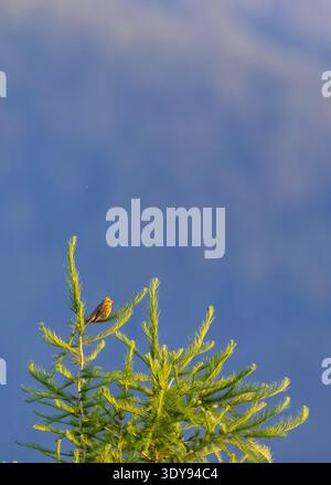 Oiseau Yellowhammer perché sur une branche d'arbre de mélèze vert, se prélassant dans la lumière du matin Banque D'Images