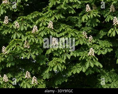 Horse Chestnut Tree Blossoms Banque D'Images