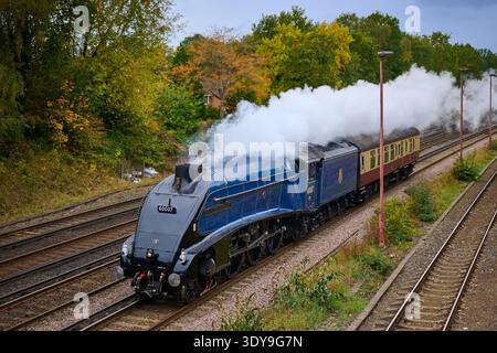 Class A4 60007 Sir Nigel Gresle approchant de Woking, Surrey, de retour de la Watercress Line le 16 octobre 2025 Banque D'Images