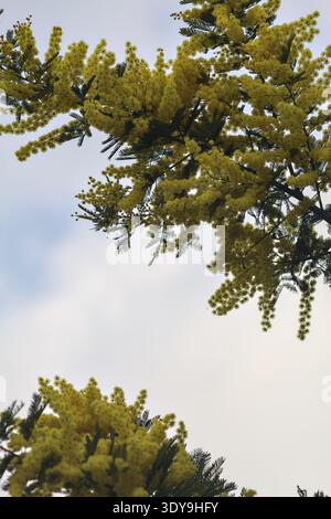 Branches de plante de mimosa en fleurs vues de près avec le ciel comme arrière-plan Banque D'Images