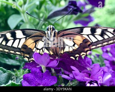 Gros plan unique d'un papillon en queue d'aronde reposant sur une fleur violette éclatante tout en faisant face à l'appareil photo avec des ailes clairement visibles et des motifs fins. Banque D'Images