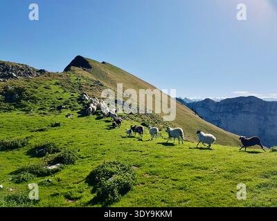 Un troupeau de moutons pèle paisiblement sur une prairie verdoyante dans les Alpes suisses sous un soleil éclatant, Oberland bernois, Suisse Banque D'Images