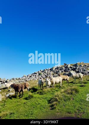 Un troupeau de moutons pèle paisiblement sur une prairie verdoyante dans les Alpes suisses sous un soleil éclatant, Oberland bernois, Suisse Banque D'Images