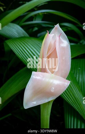Bourgeon de fleur de gingembre torche (Etlingera elatior) émergeant dans un jardin de forêt tropicale humide au Costa Rica. Banque D'Images