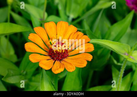 Gros plan de fleur orange Zinnia avec anthères jaunes. Jardin de fleurs sauvages, jardinage et concept d'habitat de pollinisateurs. Banque D'Images
