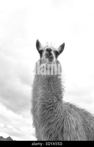 Portrait en noir et blanc d'un lama dans le parc national de Cotopaxi, Équateur, regardant vers la caméra sous un ciel nuageux dramatique dans les Andes. Banque D'Images