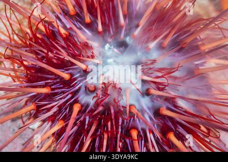Oursin rouge, Mesocentrotus franciscanus, sperme, frai radiodiffusé, passage Discovery, île de Vancouver, Colombie-Britannique, Canada, océan Pacifique Banque D'Images