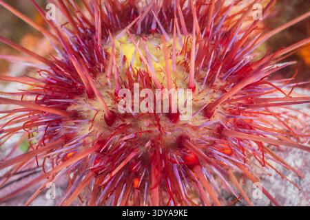 Oursin rouge, Mesocentrotus franciscanus, œufs, sperme, frai radiodiffusé, Discovery passage, île de Vancouver, Colombie-Britannique, Canada, Pacifique OC Banque D'Images