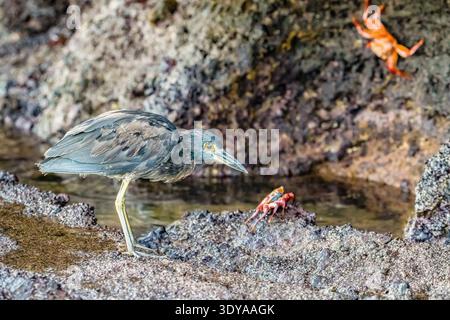 Héron strié, Butorides striata, juvénile, sur lave, île Floreana, îles Galapagos, Équateur, océan Pacifique Banque D'Images