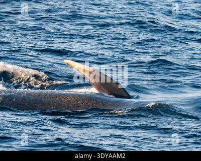 Baleine bleue adulte, Balaenoptera musculus, sauge de surface au large de l'île Magdalena, Baja California sur, Mexique. Banque D'Images